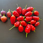 Aji Ayuyo DER TOMATENFLÜSTERER