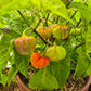Aji Cachucha Purple Splotch DER TOMATENFLÜSTERER