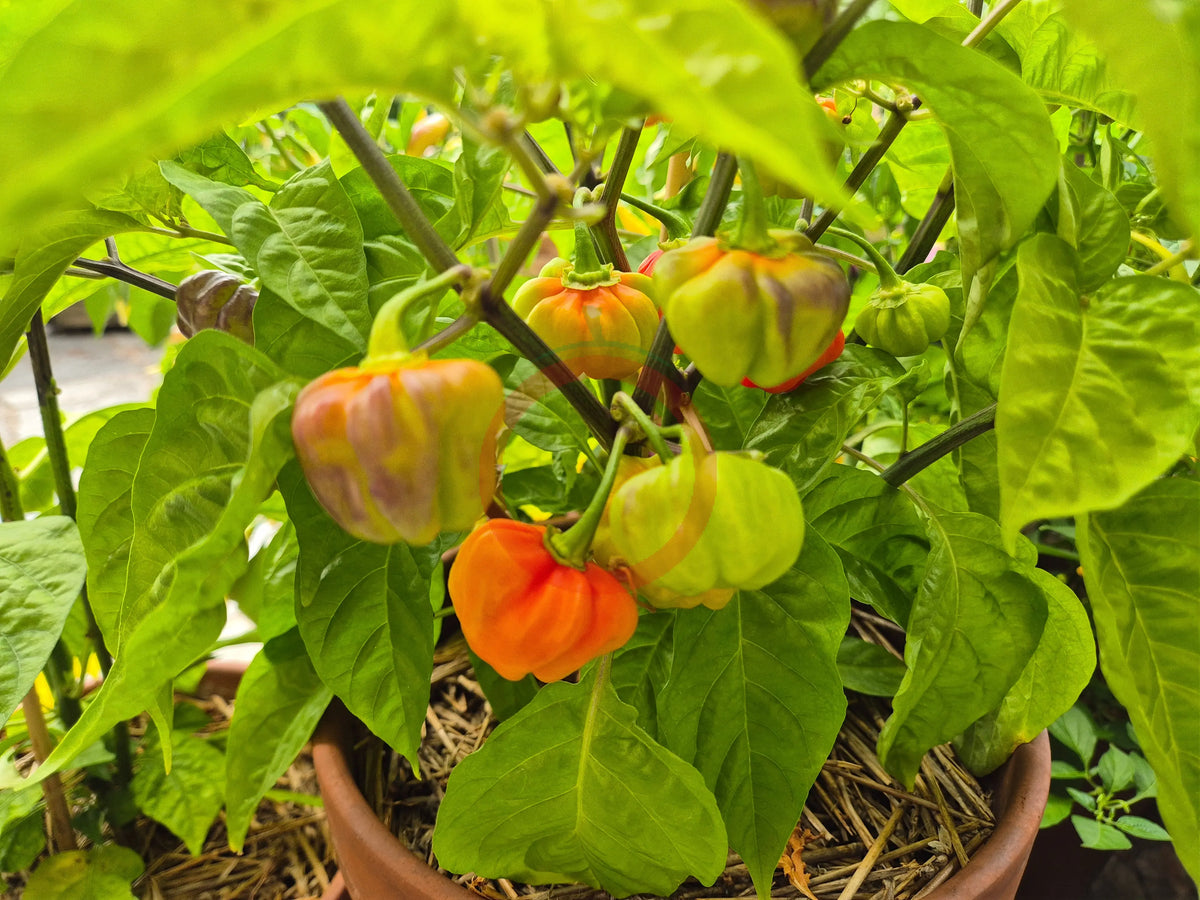Aji Cachucha Purple Splotch DER TOMATENFLÜSTERER