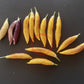 Aji Challuaruro Amarillo DER TOMATENFLÜSTERER