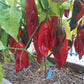 Aji Chicotillo DER TOMATENFLÜSTERER