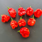 Aji Chombo Red DER TOMATENFLÜSTERER
