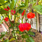 Aji Chombo Red DER TOMATENFLÜSTERER