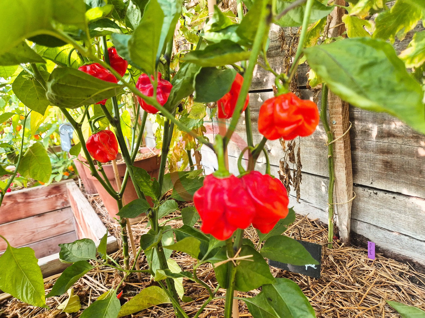 Aji Chombo Red DER TOMATENFLÜSTERER
