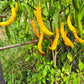 Aji Guyana DER TOMATENFLÜSTERER