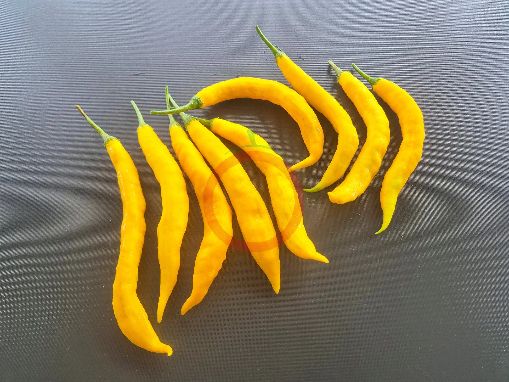 Aji Guyana DER TOMATENFLÜSTERER