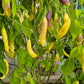 Aji Limonero Blanco DER TOMATENFLÜSTERER
