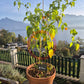 Aji Mango Stumpy DER TOMATENFLÜSTERER