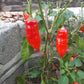 Aji Norteno Pepper DER TOMATENFLÜSTERER