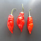 Aji Norteno Pepper DER TOMATENFLÜSTERER