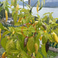 Aji Pineapple DER TOMATENFLÜSTERER