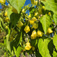 Aji White Fantasy DER TOMATENFLÜSTERER