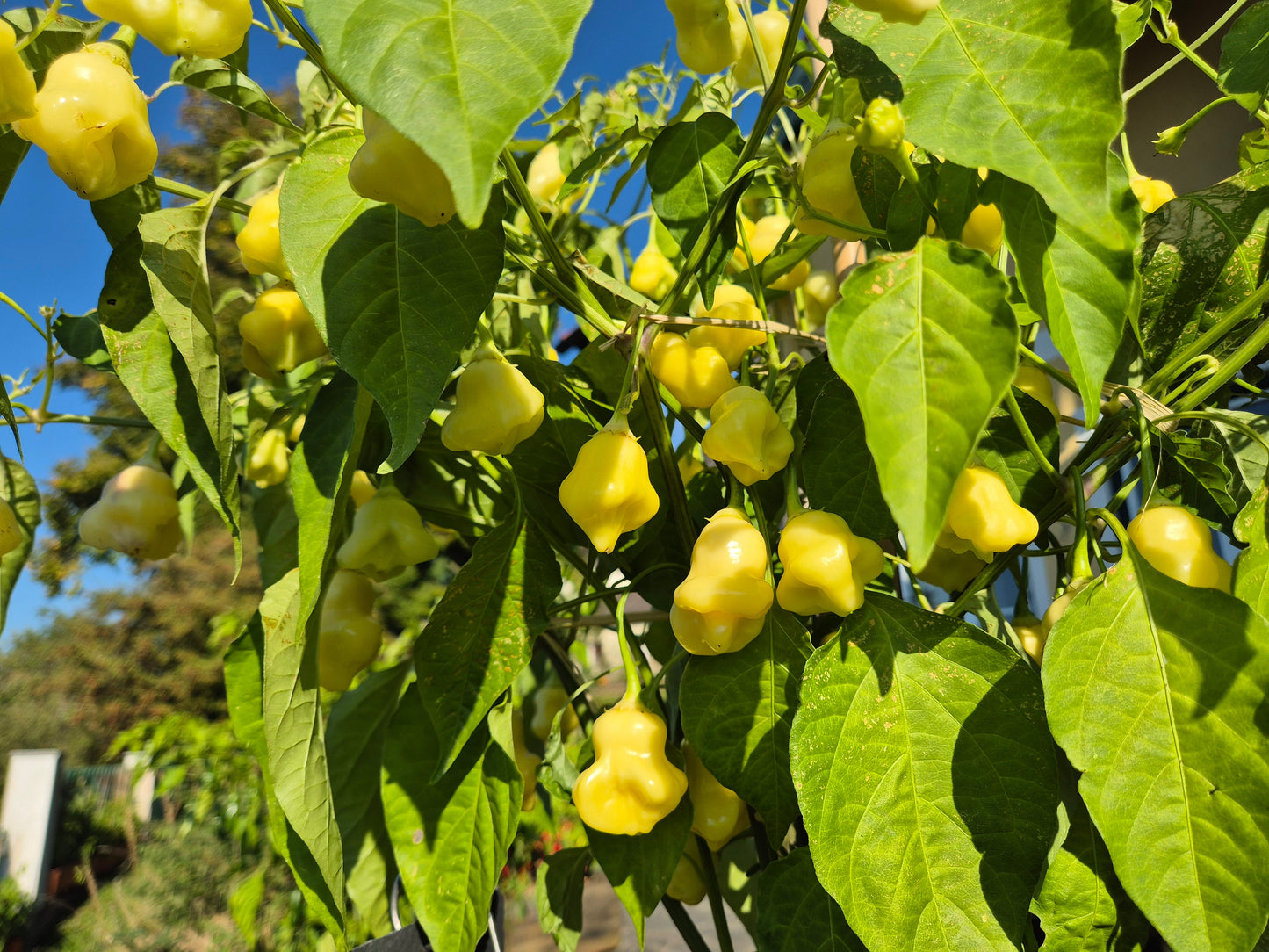 Aji White Fantasy DER TOMATENFLÜSTERER
