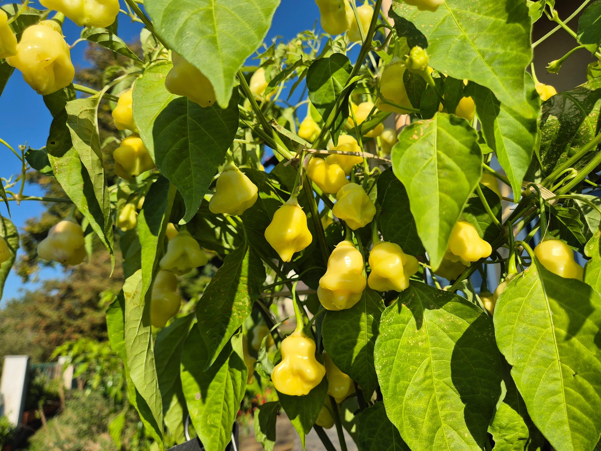 Aji White Fantasy DER TOMATENFLÜSTERER
