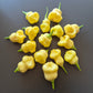 Aji White Fantasy DER TOMATENFLÜSTERER