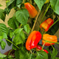 Alba Regia DER TOMATENFLÜSTERER
