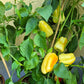 Alba Regia DER TOMATENFLÜSTERER