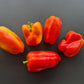 Alba Regia DER TOMATENFLÜSTERER