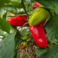 Ali Baba DER TOMATENFLÜSTERER