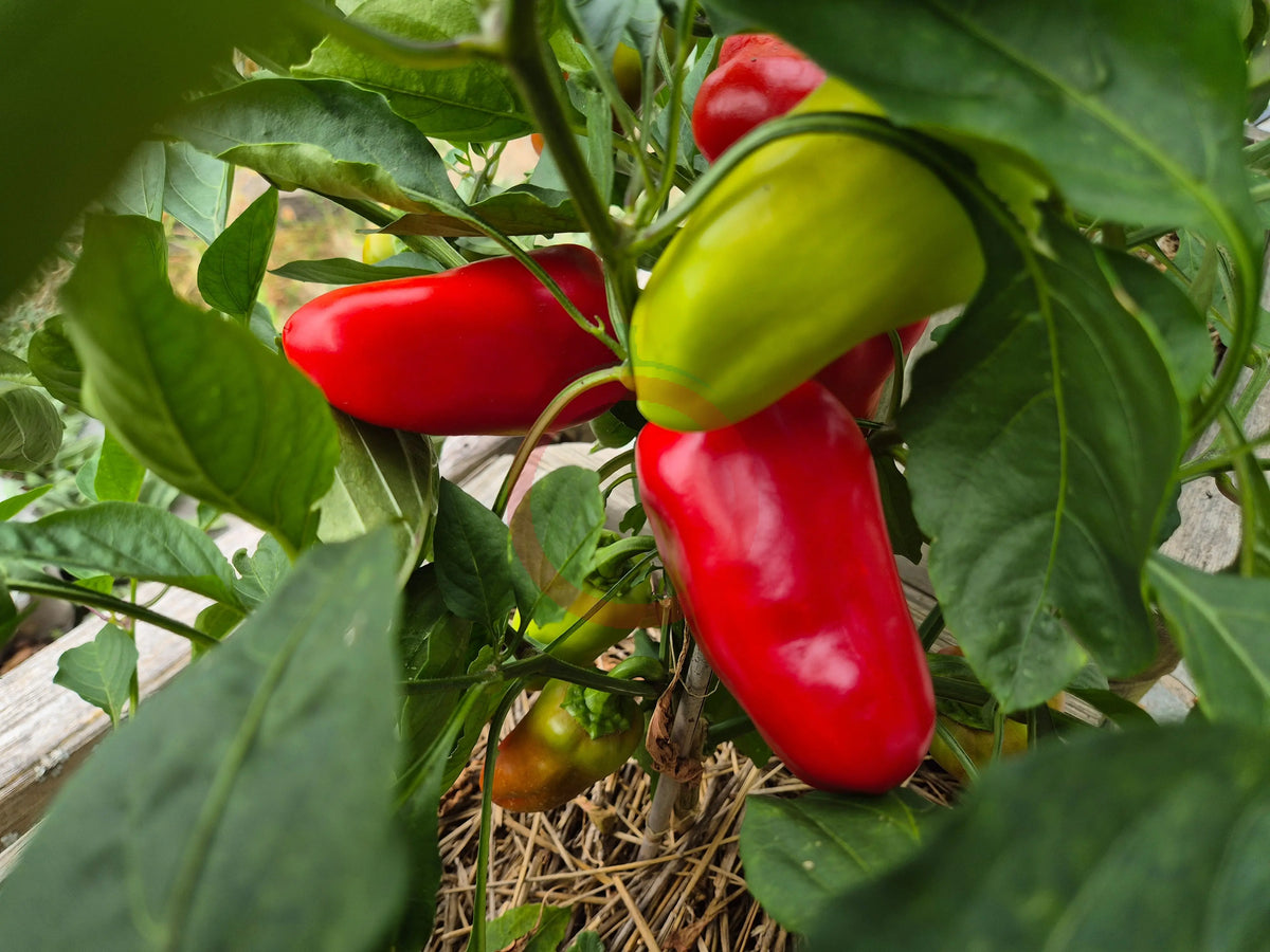Ali Baba DER TOMATENFLÜSTERER