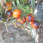 Alices Dreams DER TOMATENFLÜSTERER
