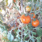 Allure DER TOMATENFLÜSTERER