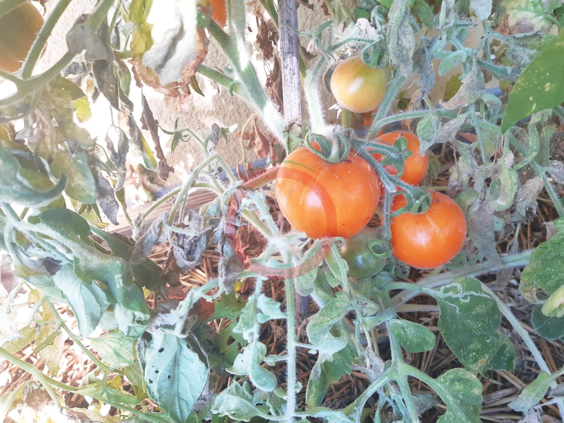 Allure DER TOMATENFLÜSTERER