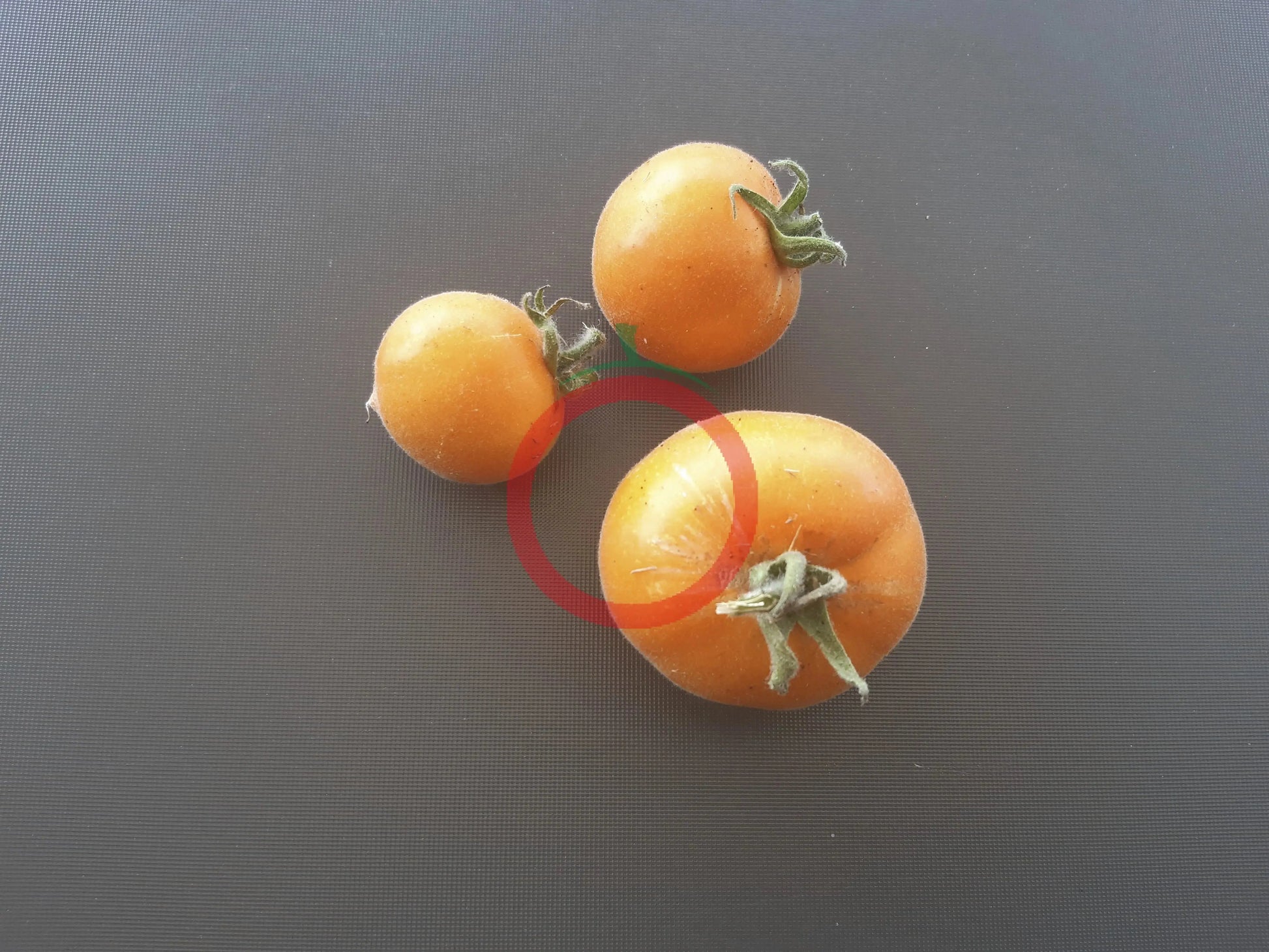 Allure DER TOMATENFLÜSTERER