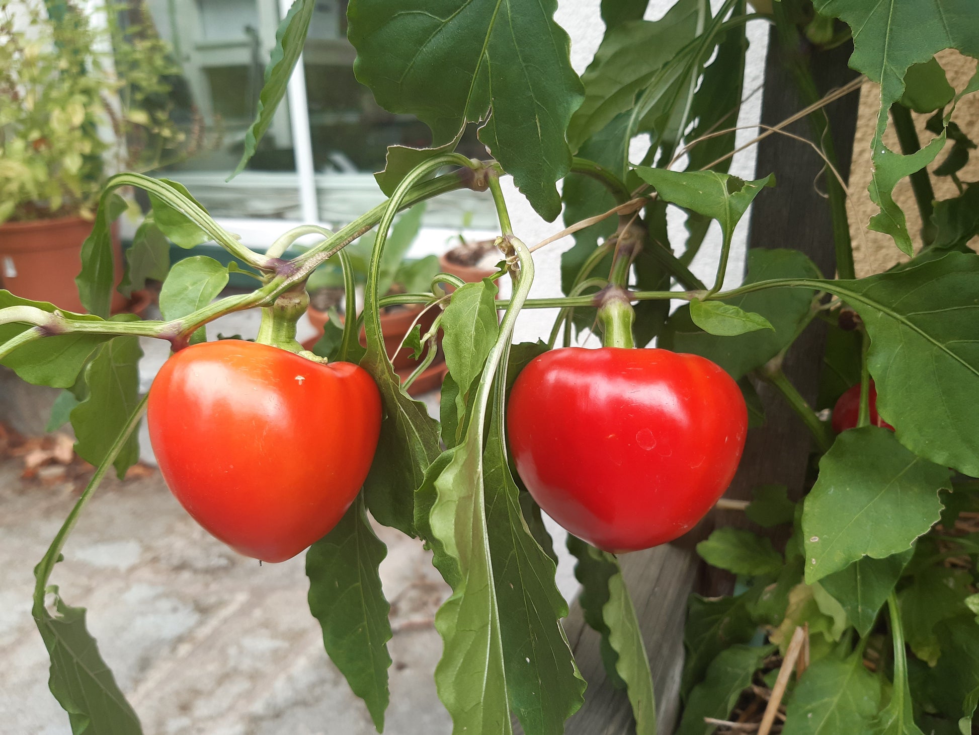 Alma Erös DER TOMATENFLÜSTERER