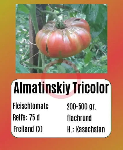 Almatinskiy Trikolor DER TOMATENFLÜSTERER