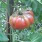 Almatinskiy Trikolor DER TOMATENFLÜSTERER