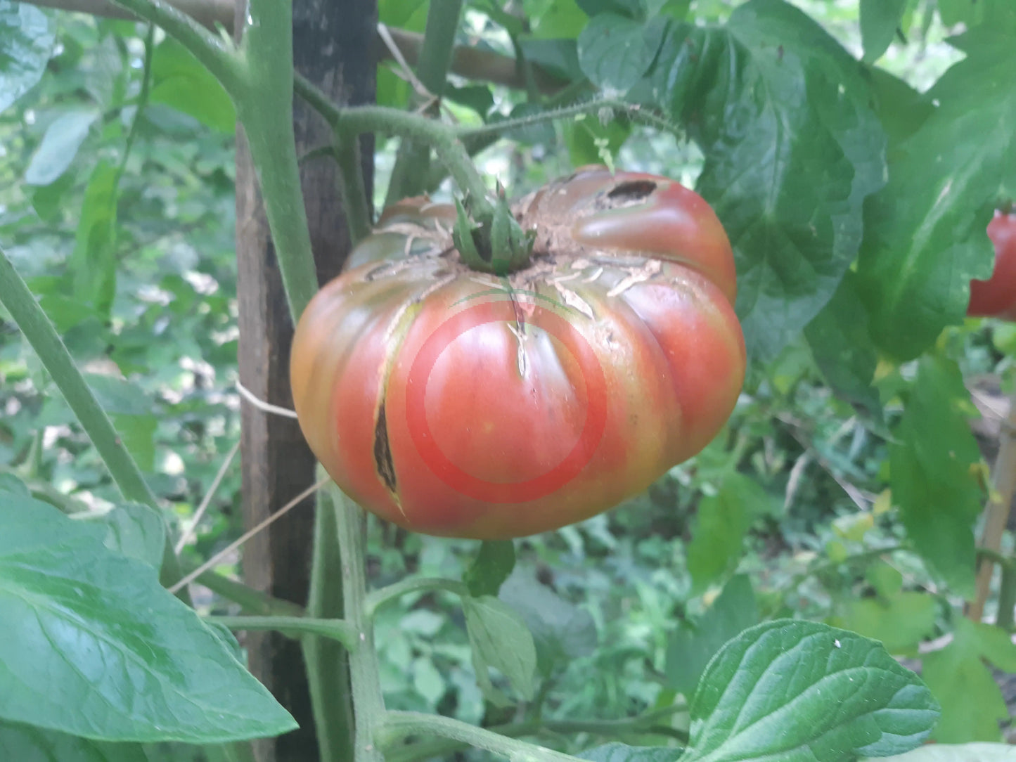 Almatinskiy Trikolor DER TOMATENFLÜSTERER