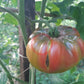 Almatinskiy Trikolor DER TOMATENFLÜSTERER
