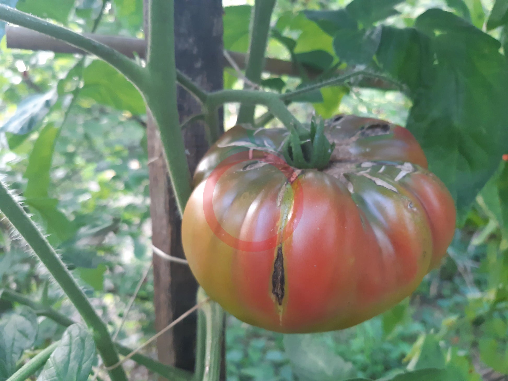 Almatinskiy Trikolor DER TOMATENFLÜSTERER