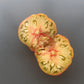 Almatinskiy Trikolor DER TOMATENFLÜSTERER