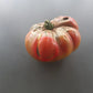 Almatinskiy Trikolor DER TOMATENFLÜSTERER