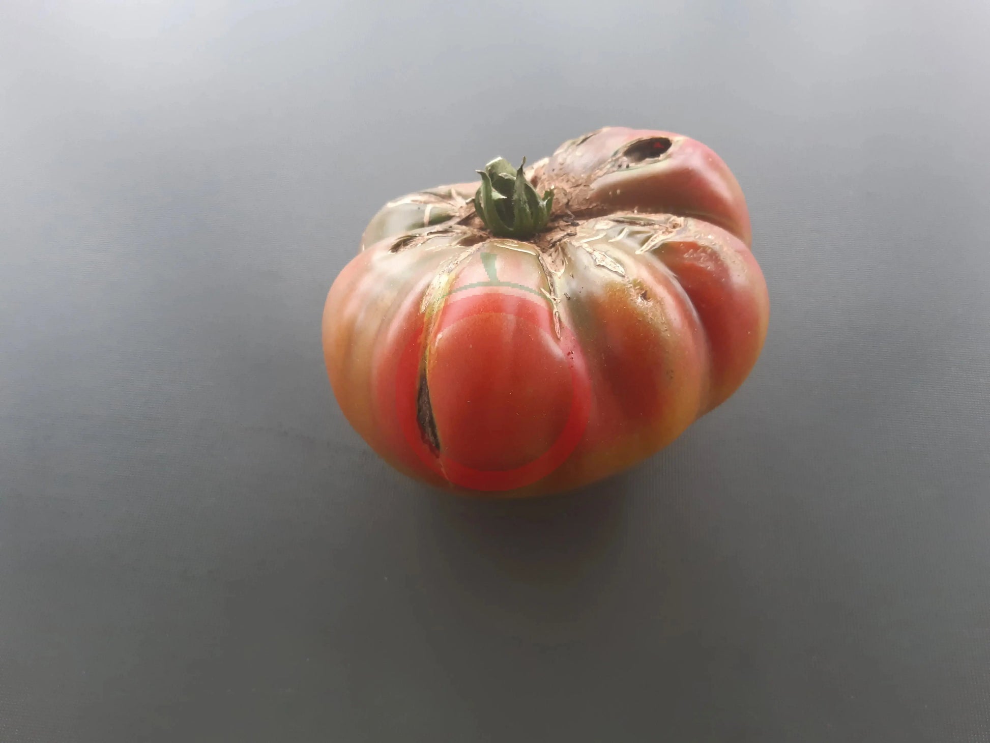 Almatinskiy Trikolor DER TOMATENFLÜSTERER