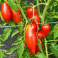Alter Kommunist DER TOMATENFLÜSTERER