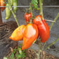 Alter Kommunist DER TOMATENFLÜSTERER