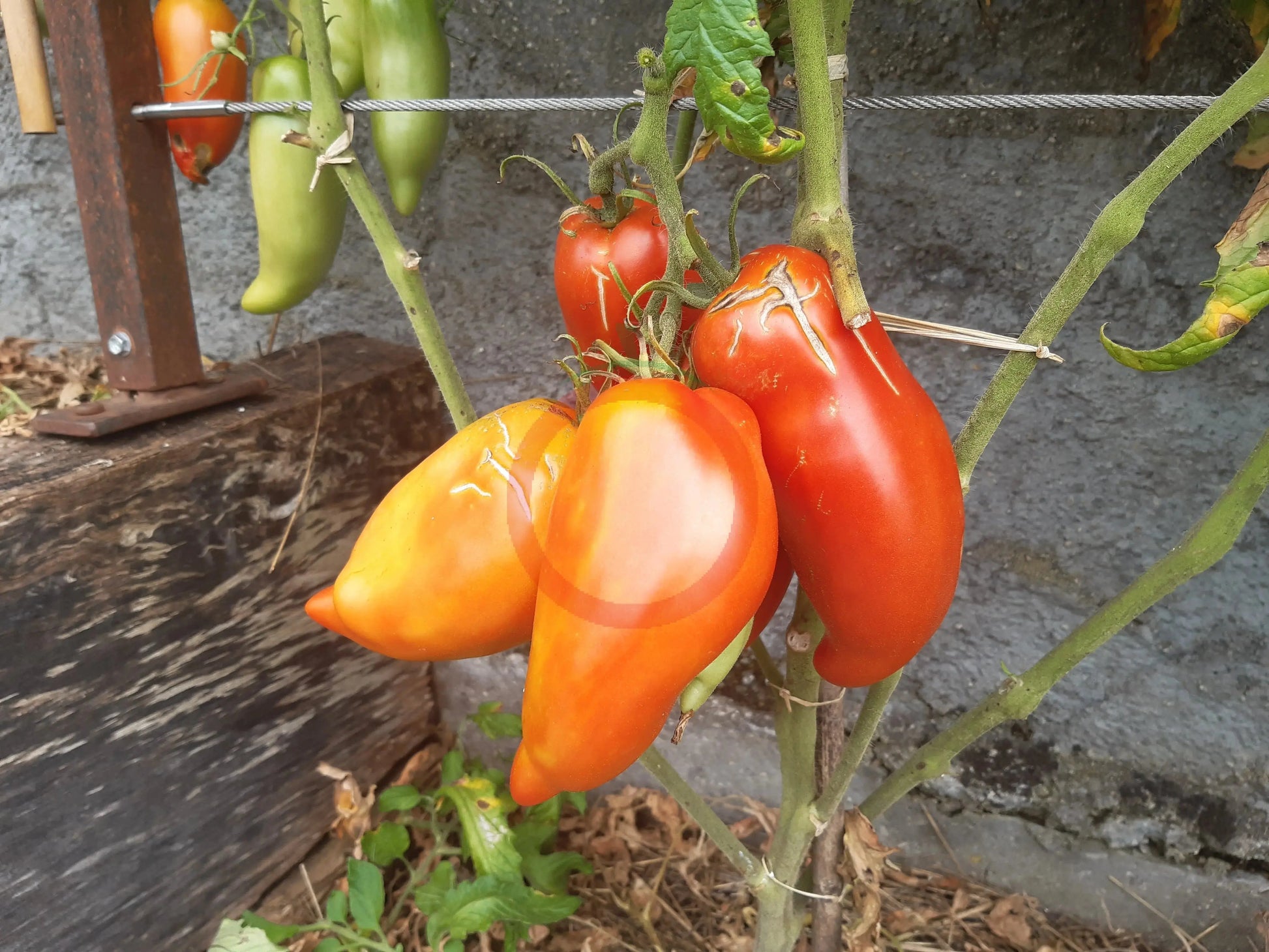 Alter Kommunist DER TOMATENFLÜSTERER