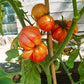Amazing Grace DER TOMATENFLÜSTERER