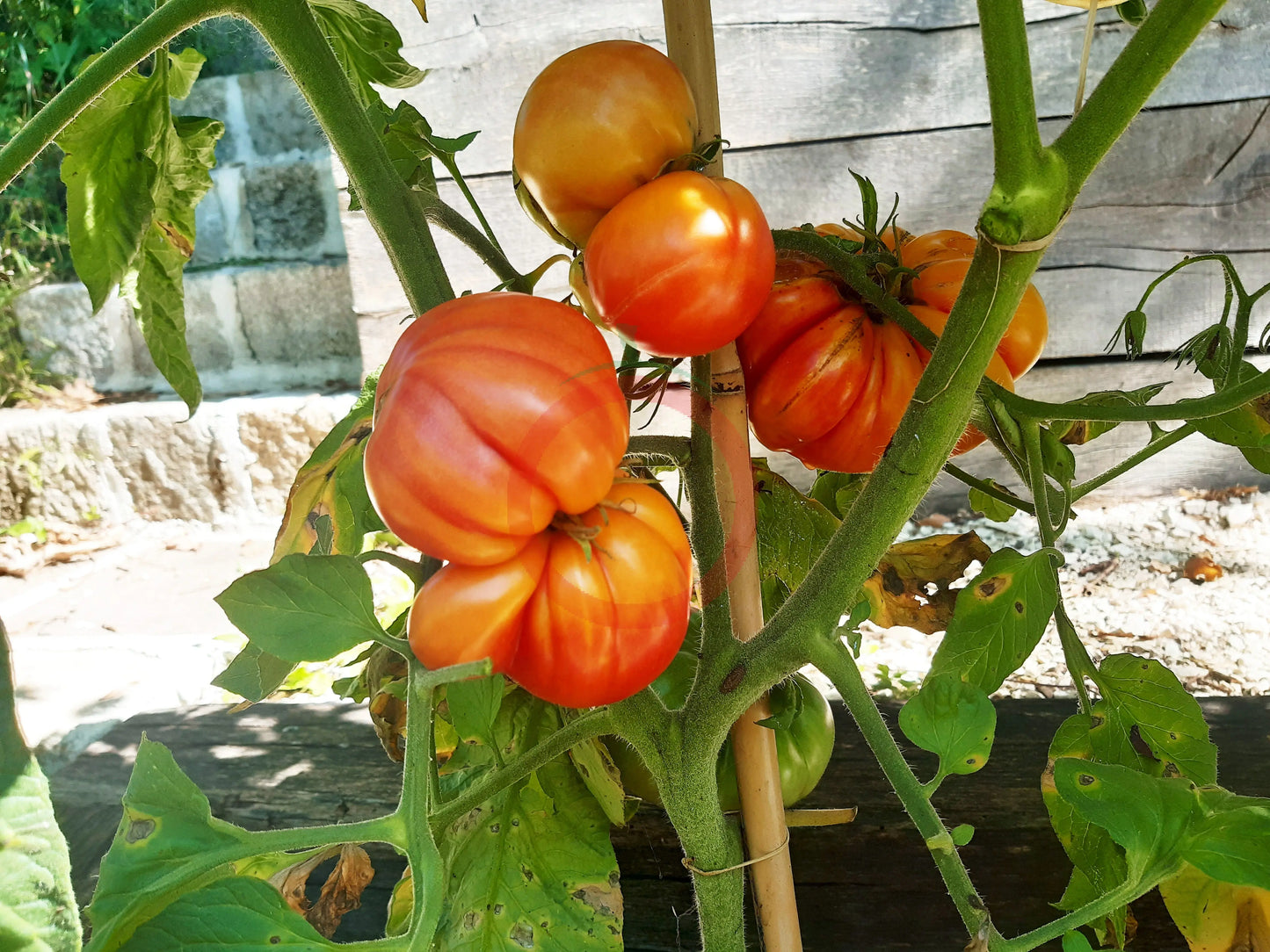 Amazing Grace DER TOMATENFLÜSTERER