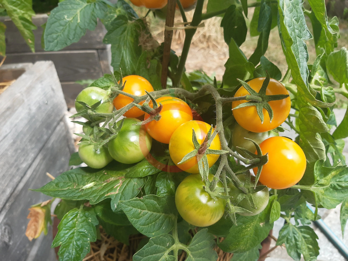 Amber Colored DER TOMATENFLÜSTERER