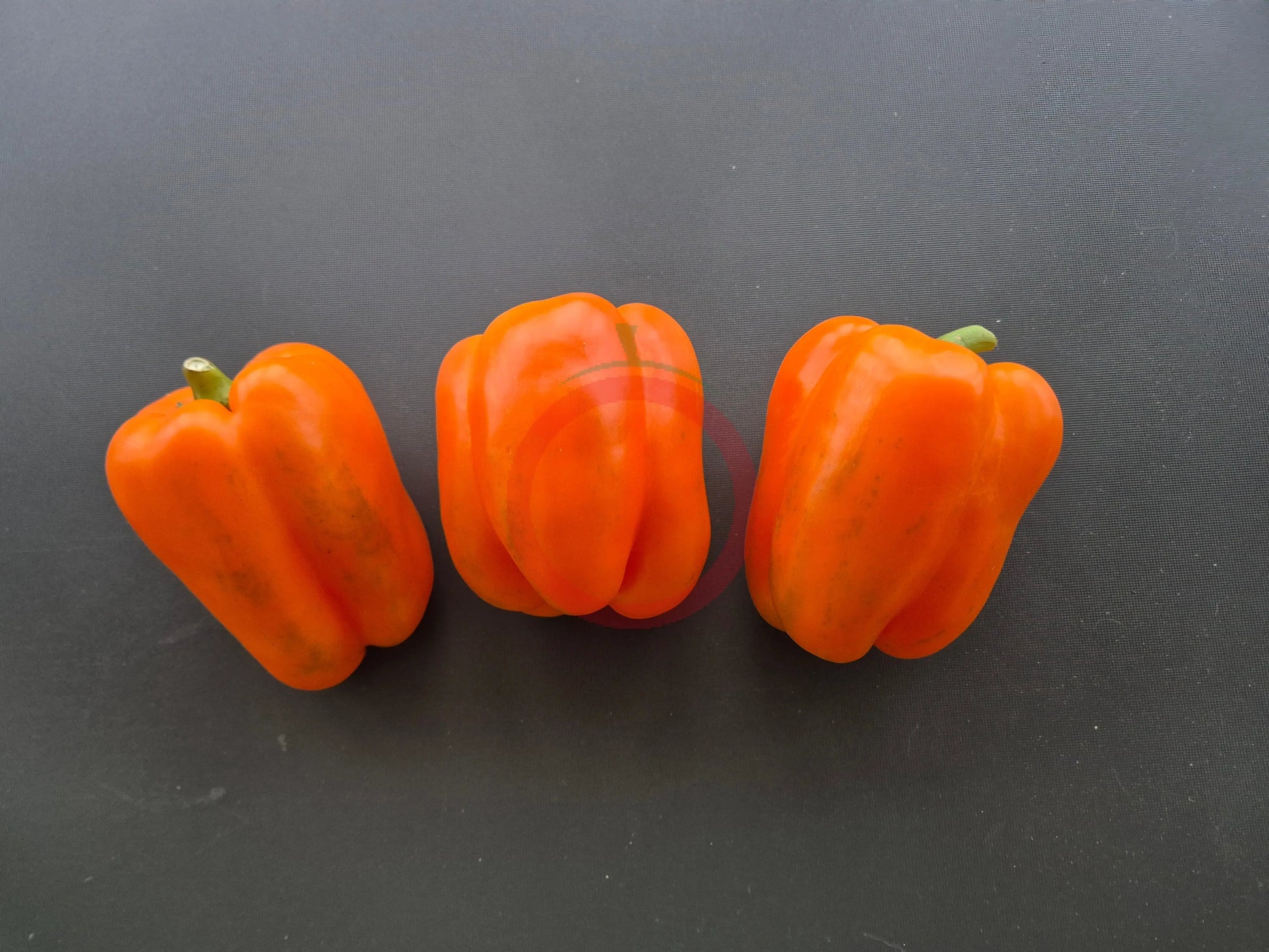 Amber Cup DER TOMATENFLÜSTERER