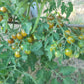 Amber Keyes DER TOMATENFLÜSTERER