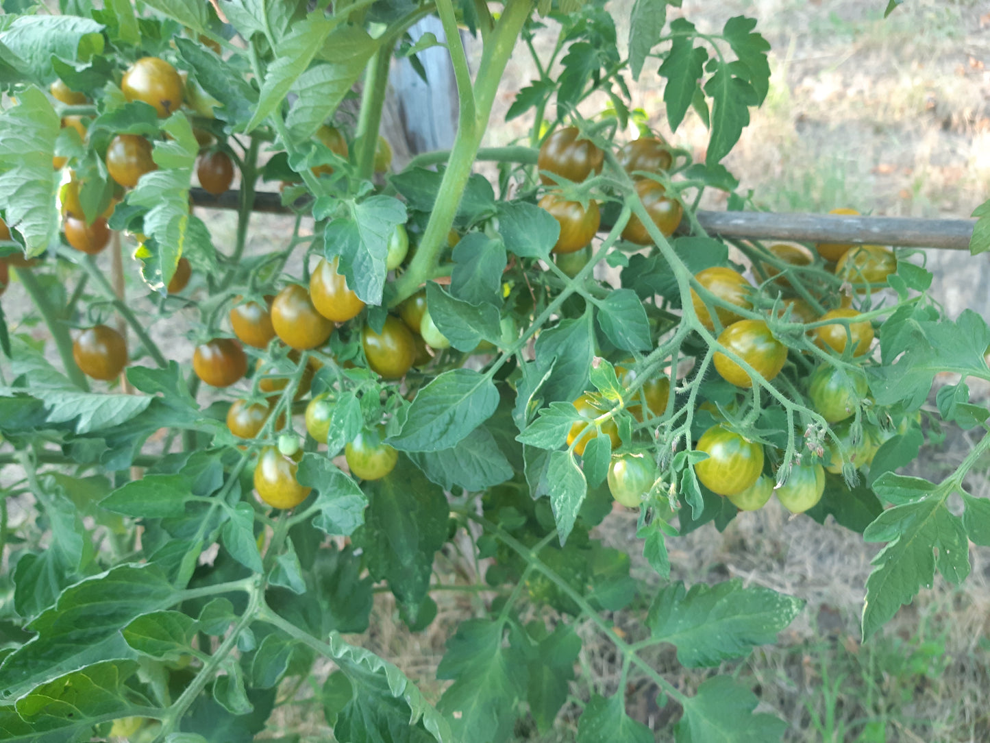 Amber Keyes DER TOMATENFLÜSTERER