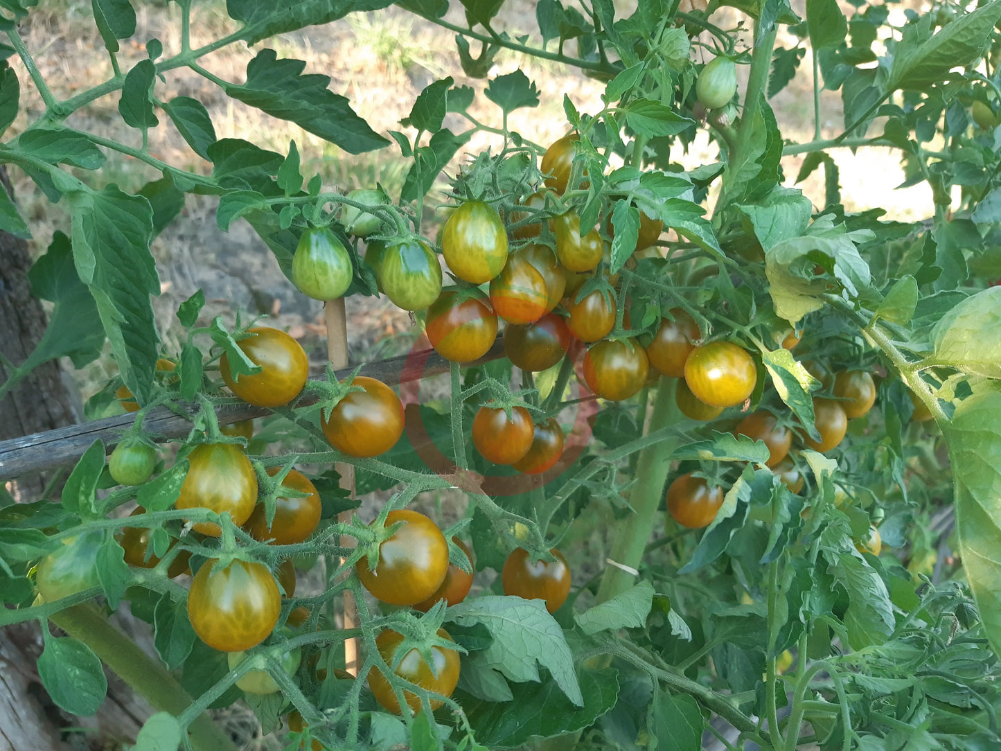 Amber Keyes DER TOMATENFLÜSTERER