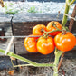 Ambre DER TOMATENFLÜSTERER