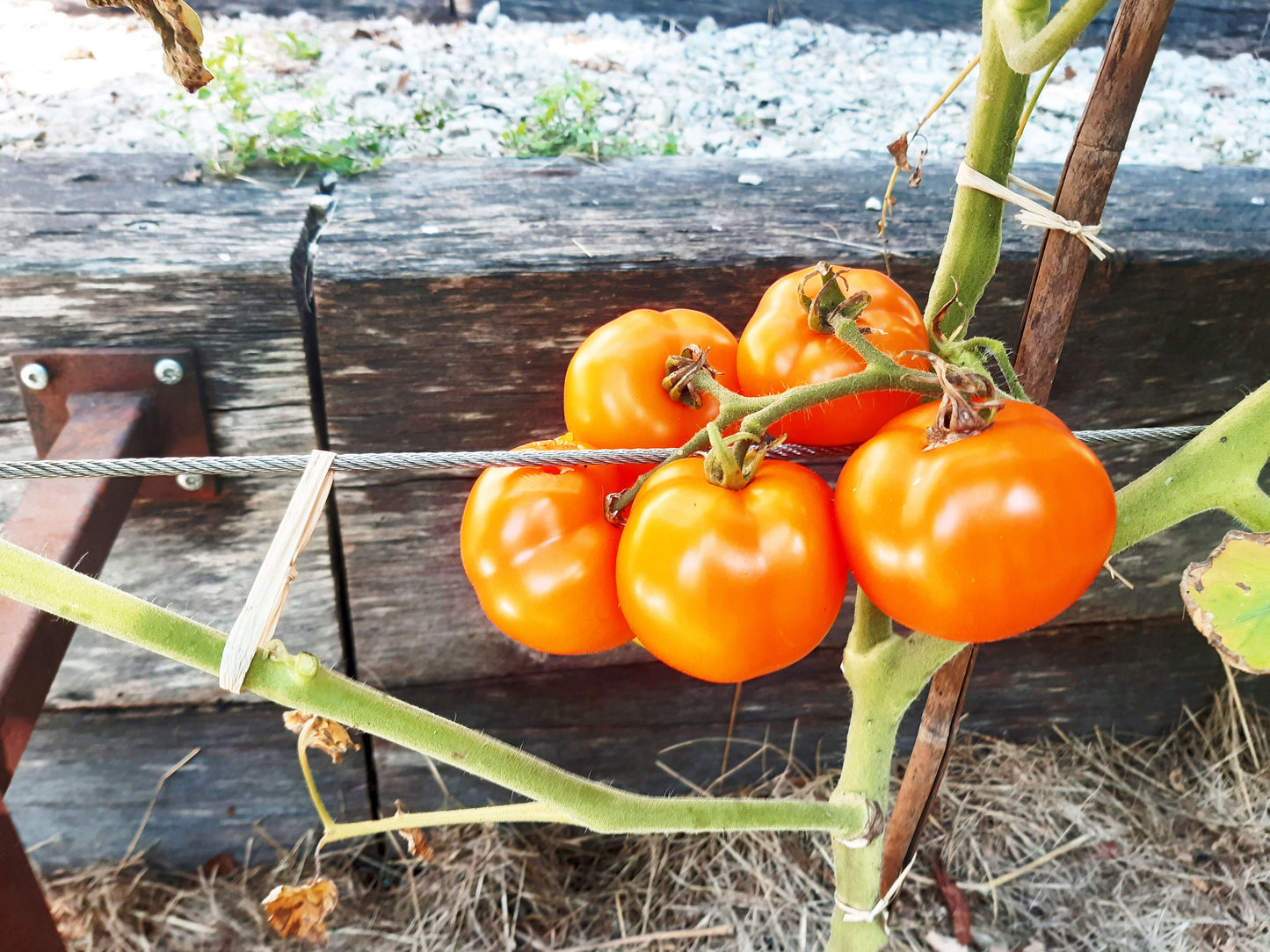 Ambre DER TOMATENFLÜSTERER