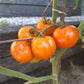Ambre DER TOMATENFLÜSTERER